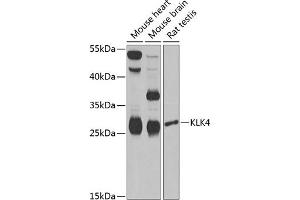Western blot analysis of extracts of various cell lines, using KLK4 Antibody (ABIN6131853, ABIN6142954, ABIN6142955 and ABIN6222339) at 1:1000 dilution. (Kallikrein 4 antibody  (AA 30-254))