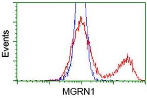 HEK293T cells transfected with either RC208284 overexpress plasmid (Red) or empty vector control plasmid (Blue) were immunostained by anti-MGRN1 antibody (ABIN2454424), and then analyzed by flow cytometry. (Mahogunin RING Finger Protein 1 antibody)
