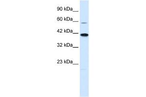 WB Suggested Anti-KCNK13 Antibody Titration:  0. (KCNK13 antibody  (C-Term))