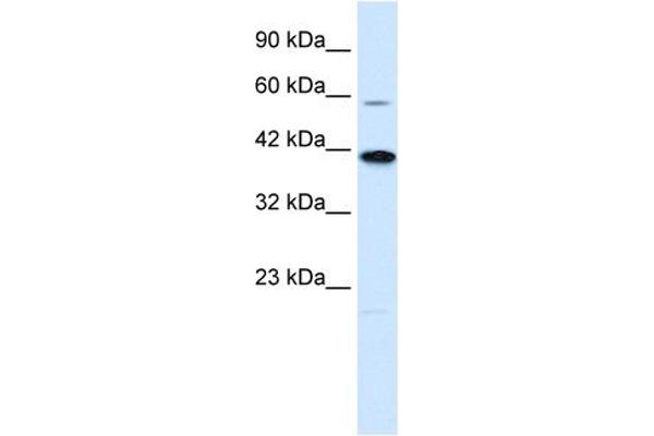 KCNK13 antibody  (C-Term)