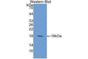 Western Blotting (WB) image for anti-Microfibrillar Associated Protein 5 (MFAP5) (AA 25-152) antibody (ABIN1859806)