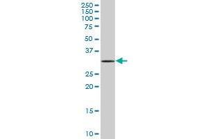 MOBKL2C MaxPab polyclonal antibody. (MOBKL2C antibody  (AA 1-216))