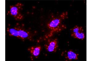 Proximity Ligation Assay (PLA) image for anti-MutL Homolog 1 (MLH1) (AA 1-756) antibody (ABIN561826)