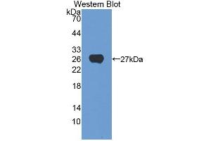 Western blot analysis of the recombinant protein. (Casein alpha S1 antibody  (AA 16-185))