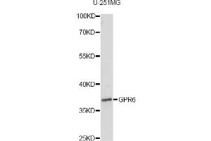 Western blot analysis of extracts of U-251MG cells, using GPR6 antibody. (GPR6 antibody)