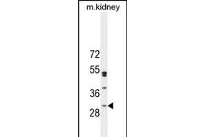 C Antibody (Center) (ABIN654951 and ABIN2844592) western blot analysis in mouse kidney tissue lysates (35 μg/lane). (C6ORF62 antibody  (AA 118-147))