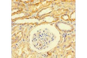 Immunohistochemistry of paraffin-embedded human kidney tissue using ABIN7153793 at dilution of 1:100 (GTF2F1 antibody  (AA 1-249))