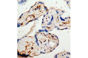 IHC(P): Human Placenta Tissue (EDNRB antibody)