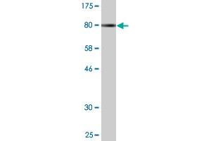 Western Blot detection against Immunogen (79. (ZNF165 antibody  (AA 1-485))