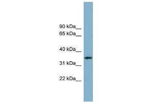 WB Suggested Anti-APOH Antibody Titration:  0. (APOH antibody  (Middle Region))