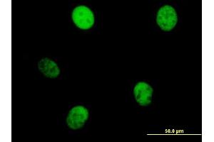Immunofluorescence of purified MaxPab antibody to KIF23 on HeLa cell. (KIF23 antibody  (AA 1-856))