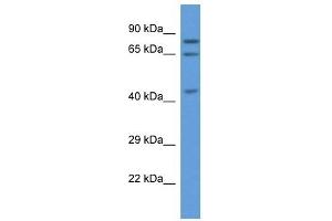 Western Blot showing ACOX3 antibody used at a concentration of 1 ug/ml against 721_B Cell Lysate