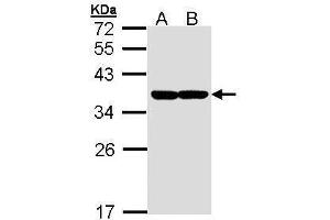 XBP1 antibody