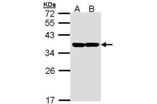 XBP1 antibody