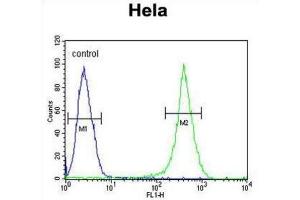 Flow Cytometry (FACS) image for anti-Alveolar Soft Part Sarcoma Chromosome Region, Candidate 1 (ASPSCR1) antibody (ABIN3003927) (ASPSCR1 antibody)