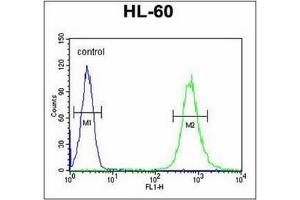 Flow Cytometric analysis of HL-60 cells using SLC35E2 Antibody (N-term) Cat. (SLC35E2 antibody  (N-Term))