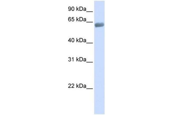 SLC47A2 antibody  (C-Term)