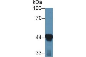 Western Blot; Sample: Mouse Liver lysate; Primary Ab: 1µg/ml Rabbit Anti-Mouse ACAA1 Antibody Second Ab: 0.