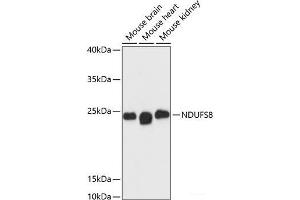 Western blot analysis of extracts of various cell lines using NDUFS8 Polyclonal Antibody at dilution of 1:3000. (NDUFS8 antibody)