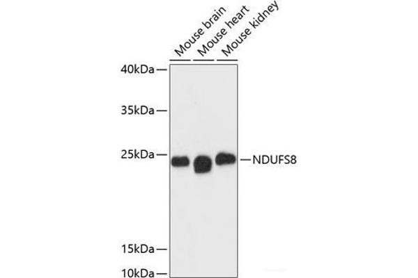 NDUFS8 抗体