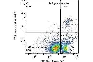 Flow cytometry analysis (surface staining) of TCR gamma/delta in rat peripheral blood with anti-TCR gamma/delta (V65) PE. (TCR gamma/delta antibody  (PE))