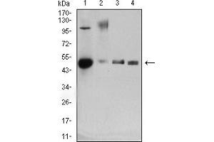 Western Blotting (WB) image for anti-CD34 (CD34) (AA 32-290) antibody (ABIN7193670)