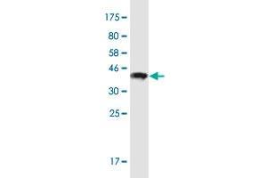 Western Blot detection against Immunogen (36. (POTED antibody  (AA 485-584))