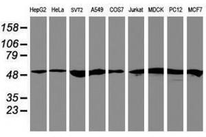 Image no. 1 for anti-Ring Finger Protein 113B (RNF113B) antibody (ABIN1500718) (RNF113B antibody)