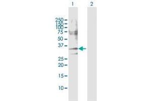 Western Blot analysis of CASP7 expression in transfected 293T cell line by CASP7 MaxPab polyclonal antibody.