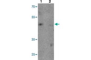 Western blot analysis of TNFAIP2 in K-562 cell lysate with TNFAIP2 polyclonal antibody  at 1 ug/mL in (1) the absence and (2) the presence of blocking peptide.