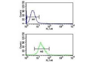 Integrin beta 3 antibody flow cytometric analysis of CEM cells (bottom histogram) compared to a negative control (top histogram). (Integrin beta 3 antibody  (AA 734-760))