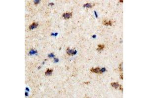 Immunohistochemical analysis of EFHC1 staining in rat brain formalin fixed paraffin embedded tissue section.