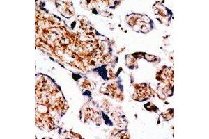 Immunohistochemical analysis of TGFBR3 staining in human placenta formalin fixed paraffin embedded tissue section. (TGFBR3 antibody  (C-Term))
