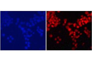 Immunofluorescence analysis of 293T cells using MonoMethyl-Histone H4-K20 Polyclonal Antibody (Histone H4 antibody  (meLys20))