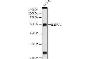 Western blot analysis of extracts of THP-1 cells, using IL15RA antibody (ABIN3017117, ABIN1680439 and ABIN7101500) at 1:1000 dilution. (IL15RA antibody  (AA 31-205))