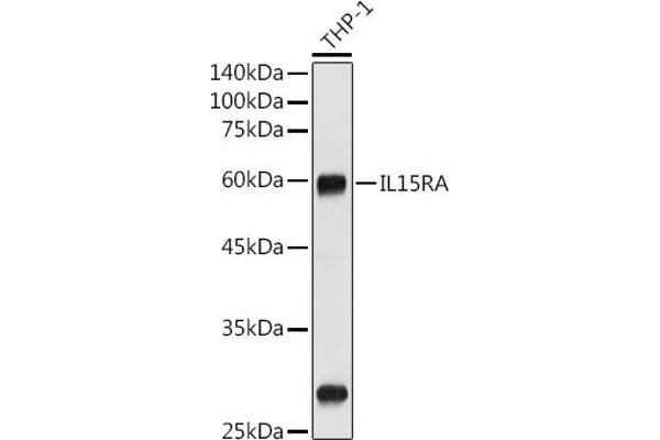 IL15RA 抗体  (AA 31-205)