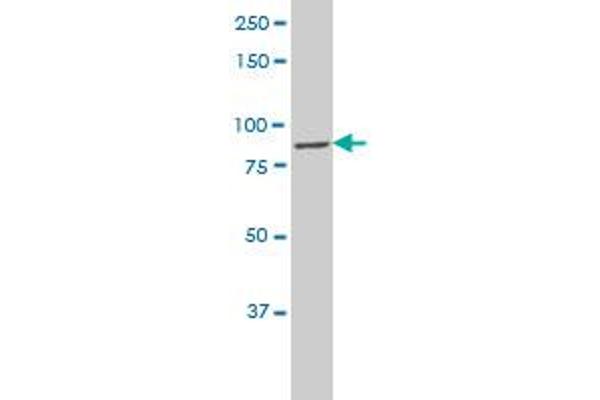 CLCN7 antibody  (AA 706-805)