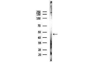 Western blot analysis of lysates from COLO205 cells(heat-shock,45 min treatment), using FECH Antibody at 1/1000 dilution.