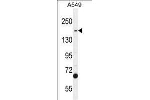 TDRD7 Antibody (C-term) (ABIN654935 and ABIN2844578) western blot analysis in A549 cell line lysates (35 μg/lane).
