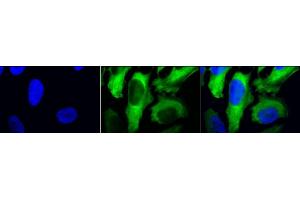 Immunocytochemistry/Immunofluorescence analysis using Mouse Anti-Hsp27 Monoclonal Antibody, Clone 5D12-A3 (ABIN361649 and ABIN361650). (HSP27 antibody)
