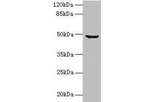Western blot All lanes: CPA2 antibody at 1.