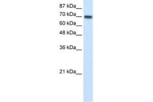 Western Blotting (WB) image for anti-Cysteinyl-tRNA Synthetase (CARS) antibody (ABIN2462086) (CARS antibody)
