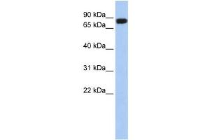 Western Blotting (WB) image for anti-N-Acylaminoacyl-Peptide Hydrolase (APEH) antibody (ABIN2459177) (APEH antibody)