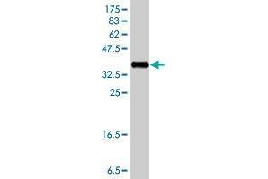 Western Blot detection against Immunogen (36. (PDE10A antibody  (AA 242-333))
