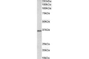 ABIN2564722 (2µg/ml) staining of Pig Brain lysate (35µg protein in RIPA buffer). (PRMT2 antibody  (Internal Region))