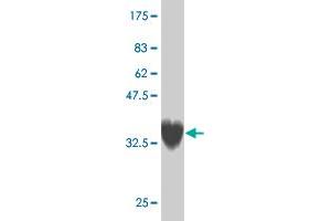 Western Blot detection against Immunogen (37. (ZNF207 antibody  (AA 1-110))