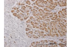 Immunoperoxidase of purified MaxPab antibody to IL17C on formalin-fixed paraffin-embedded human pancreas. (IL17C antibody  (AA 1-197))