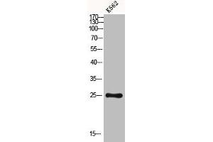 Western blot analysis of K562 using Dectin-2 antibody. (C-Type Lectin Domain Family 6, Member A (CLEC6A) (Internal Region) antibody)