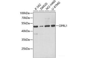 Western blot analysis of extracts of various cell lines using OPRL1 Polyclonal Antibody at dilution of 1:500. (OPRL1 antibody)