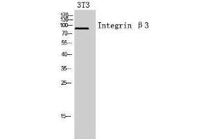 Western Blotting (WB) image for anti-Integrin beta 3 (ITGB3) (Internal Region) antibody (ABIN3181437) (Integrin beta 3 antibody  (Internal Region))